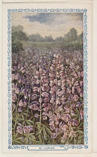 40. Lupine, bakery insert card from the Flower Pictures series (D36), issued by the Freihofer Baking Company, Issued by Freihofer Baking Company, Commercial color lithograph 