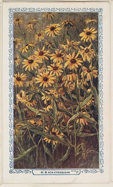 42. Black-Eyedsusan, bakery insert card from the Flower Pictures series (D36), issued by the Freihofer Baking Company, Issued by Freihofer Baking Company, Commercial color lithograph 