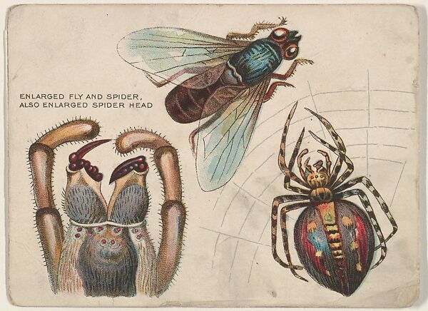 Fly and Spider, bakery insert card from the Insects series (D47), issued by the Welle-Boettler Bakery company, Issued by Welle-Boettler Bakery Company, Commercial color lithograph 