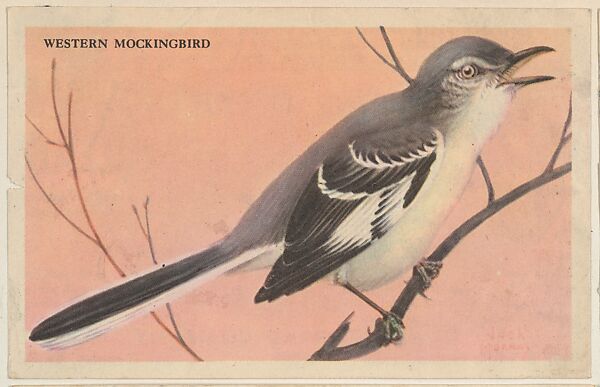 Western Mockingbird, bakery card from the California Bird Pictures series (D39-2), issued by the Gordon Bread Company, Issued by Gordon Bread Company, Commercial color lithograph 