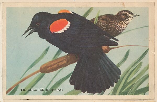 Tri-Colored Redwing, bakery card from the California Bird Pictures series (D39-2), issued by the Gordon Bread Company