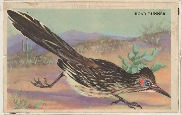 Road Runner, bakery card from the California Bird Pictures series (D39-2), issued by the Gordon Bread Company, Issued by Gordon Bread Company, Commercial color lithograph 