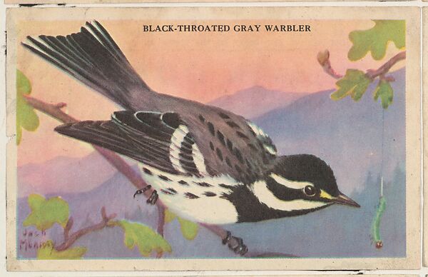 Black-Throated Gray Warbler, bakery card from the California Bird Pictures series (D39-2), issued by the Gordon Bread Company