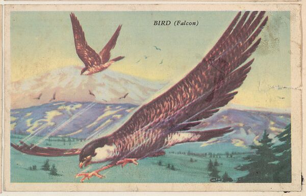 Bird (Falcon), bakery card from the California Bird Pictures series (D39-2), issued by the Gordon Bread Company