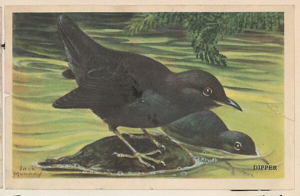 Dipper, bakery card from the California Bird Pictures series (D39-2), issued by the Gordon Bread Company, Issued by Gordon Bread Company, Commercial color lithograph 