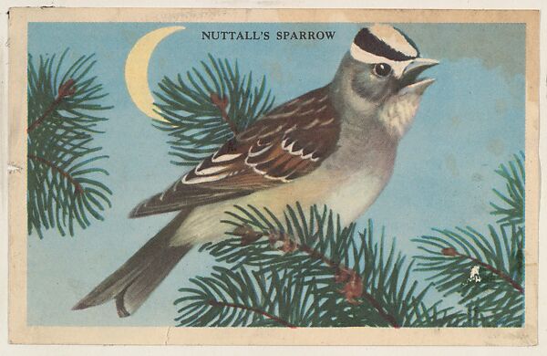 Nuttall's Sparrow, bakery card from the California Bird Pictures series (D39-2), issued by the Gordon Bread Company, Issued by Gordon Bread Company, Commercial color lithograph 