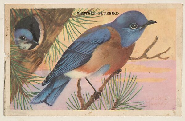 Western Bluebird, bakery card from the California Bird Pictures series (D39-2), issued by the Gordon Bread Company