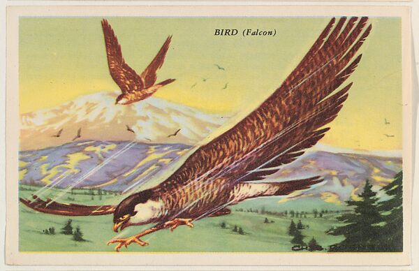 Bird (Falcon), bakery card from the Speed Pictures series (D39-8), issued by Bell Bakeries, Inc., Issued by Bell Bakeries, Inc., Commercial color lithograph 