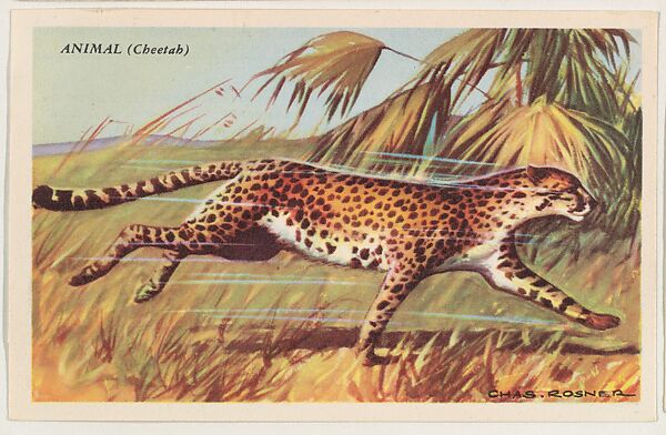 Animal (Cheetah), bakery card from the Speed Pictures series (D39-8), issued by Bell Bakeries, Inc., Issued by Bell Bakeries, Inc., Commercial color lithograph 