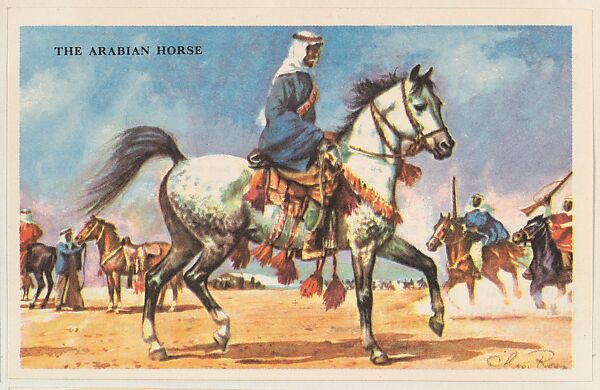 The Arabian Horse, bakery card from the Horses series (D39-5), issued by the Gordon Bread Company, Issued by Gordon Bread Company, Commercial color lithograph 