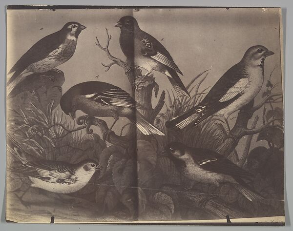 [Spread from an Ornithological Book], Eugène Atget (French, Libourne 1857–1927 Paris), Matte albumen silver print from glass negative 
