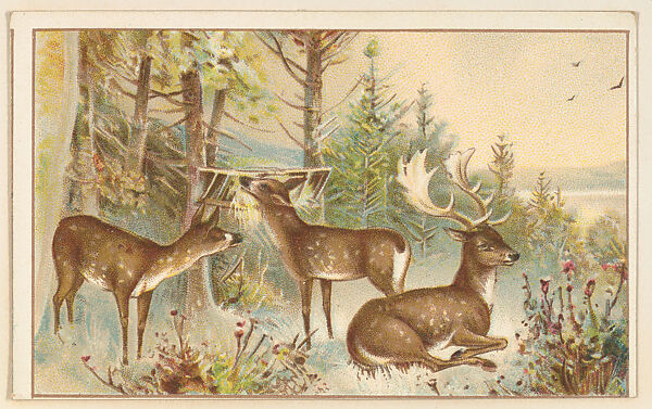 Deer, bakery card from the Picture Cards series (D63), issued by the Vienna Model Bakery, Issued by Vienna Model Bakery, Commercial color lithograph 