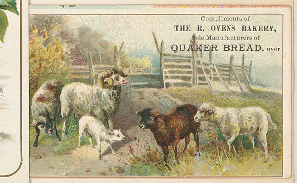 Sheep, bakery card from the Picture Cards series (D63), issued by The R. Ovens Bakery
