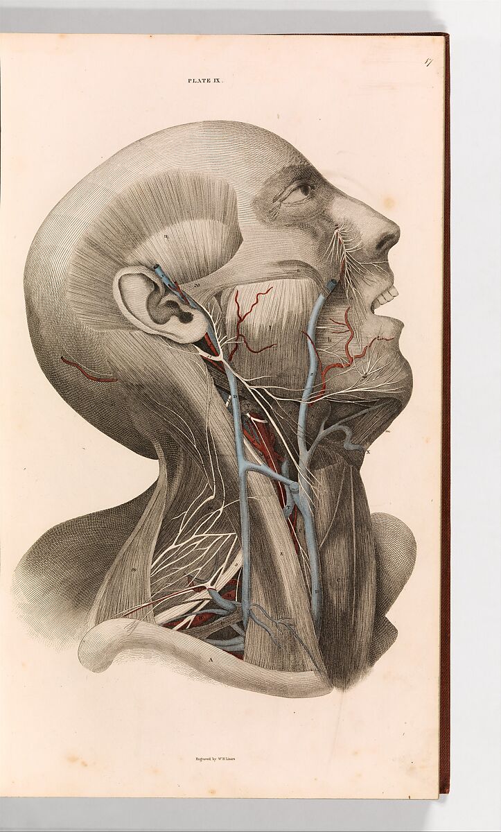 A System of Anatomical Plates of the Human Body, vol. 2, John Lizars (American, 1787?–1860), Illustrations: engraving, hand-colored, and lithographs 