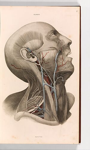A System of Anatomical Plates of the Human Body, vol. 2