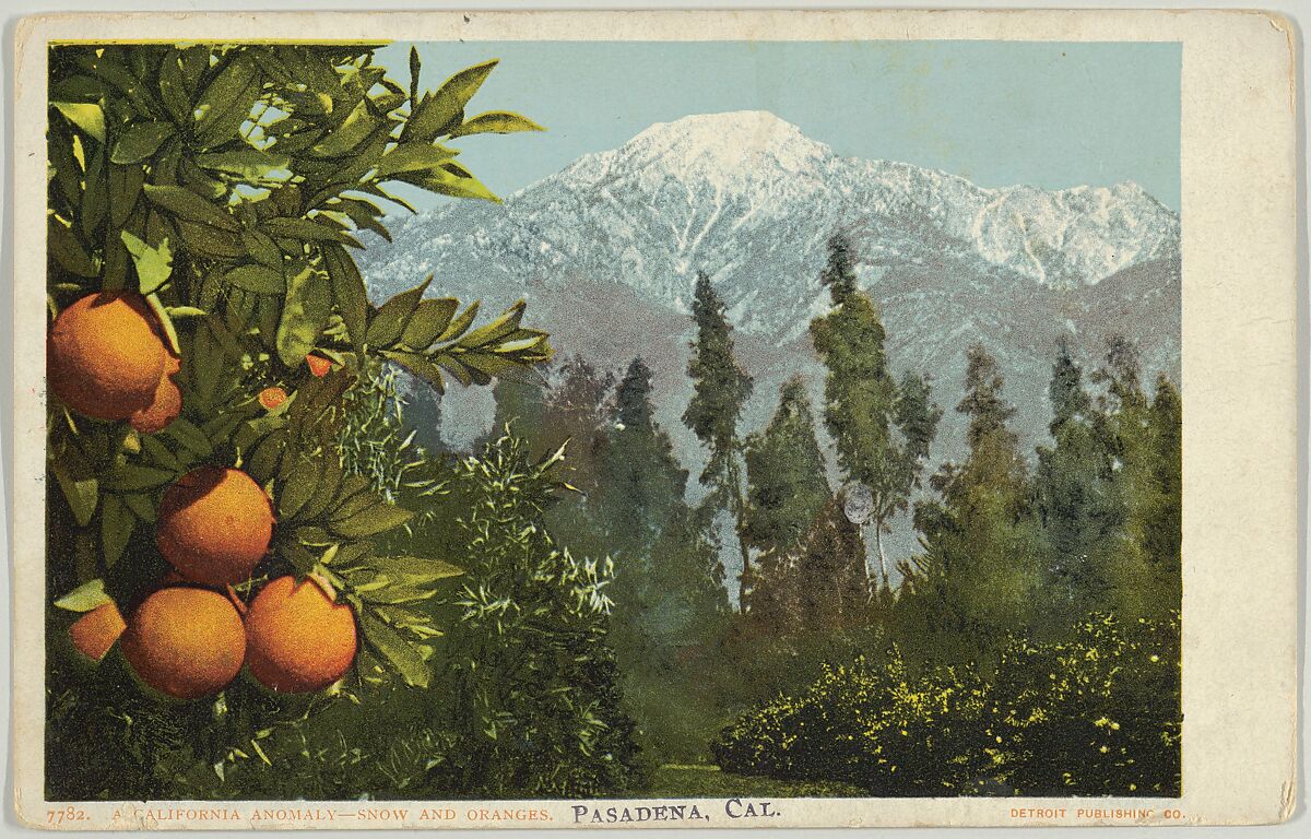 A California Anomaly, Snow and Oranges, Pasadena, California, No. 7782, Detroit Publishing Company (American), Commercial color lithograph 