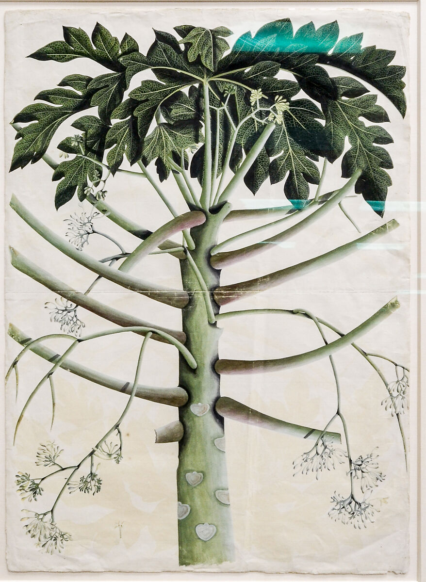 Male Papaya Tree, Watercolor on paper