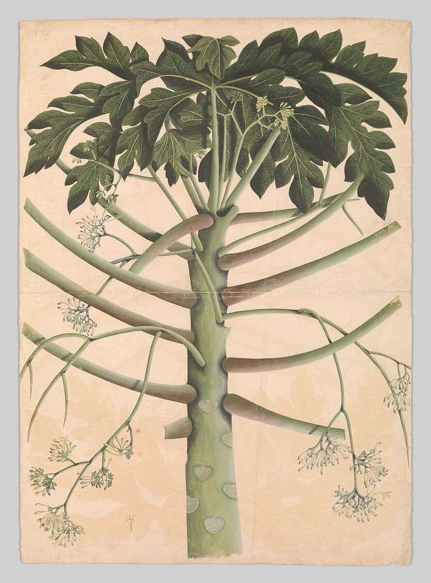 Male Papaya Tree, Watercolor on paper 