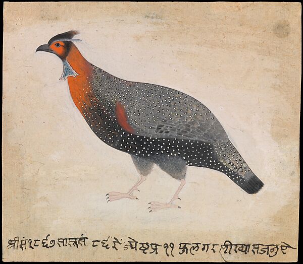 A Western Horned Pheasant, Sajnu (fl. 1806–1820), Opaque watercolor on paper, India, Punjab Hills, Mandi 