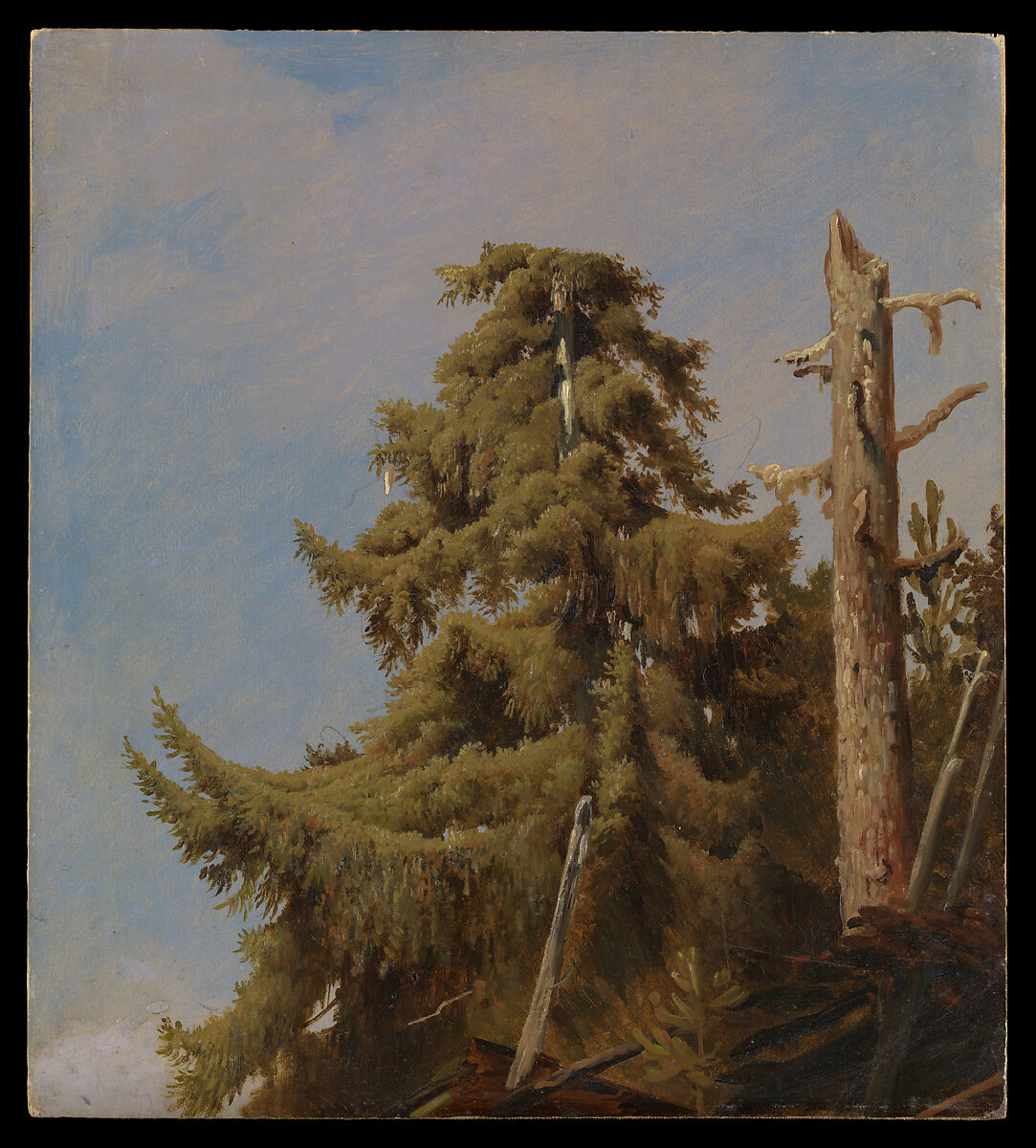 Tree Study, August Cappelen (Norwegian, Skien 1827–1852 Düsseldorf), Oil on canvas, laid down on board 