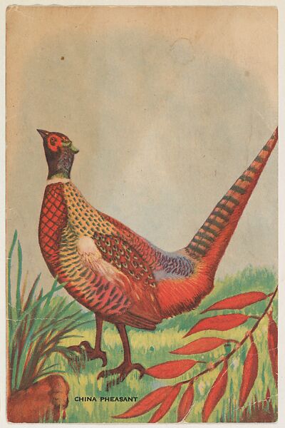China Pheasant, issued by Weber Baking Company, Issued by Weber Baking Company, Commercial color lithograph 