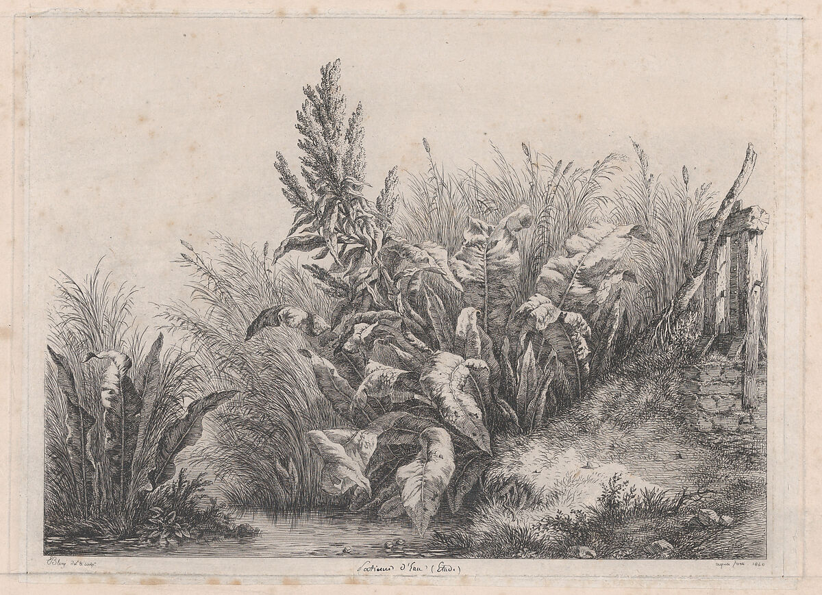 Great Water Dock Plant, Eugène Stanislas Alexandre Bléry (French, Fontainebleau 1805–1887 Paris), Etching 