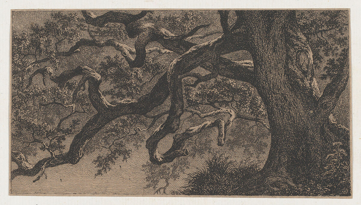 The Branches of an Oak Tree, Eugène Stanislas Alexandre Bléry (French, Fontainebleau 1805–1887 Paris), Etching 