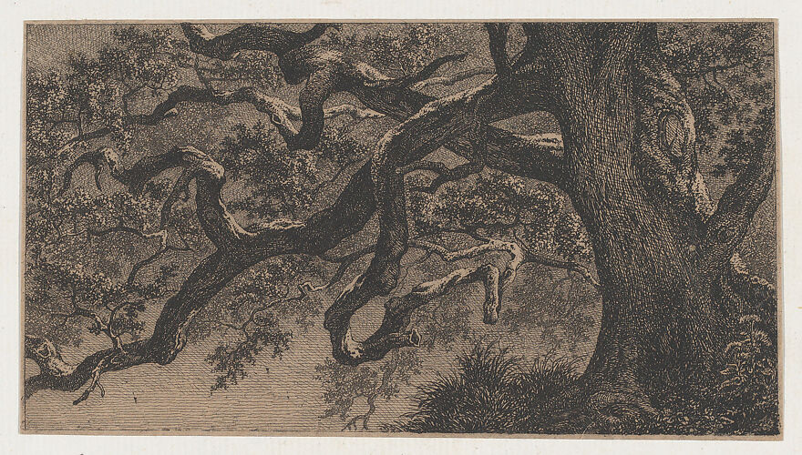 The Branches of an Oak Tree
