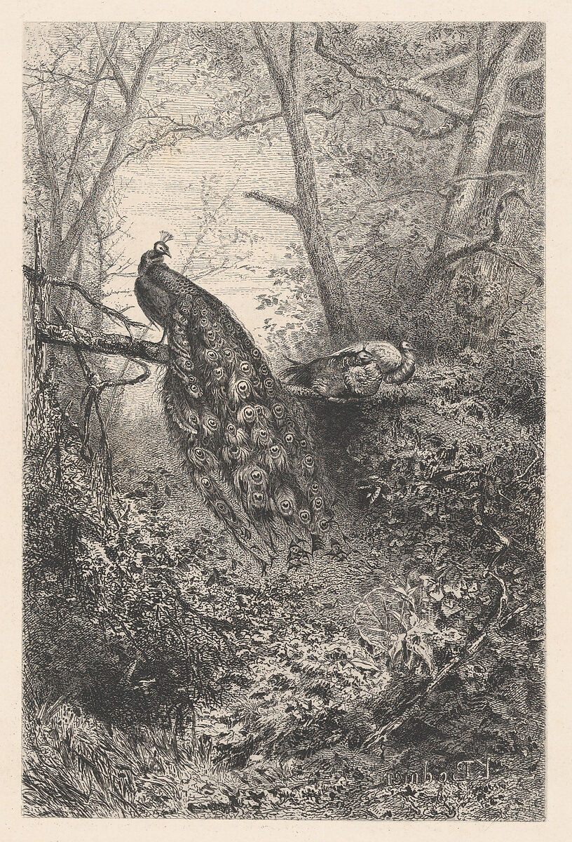 Peacocks on a Branch, Karl Bodmer (Swiss, Riesbach 1809–1893 Barbizon), Etching 