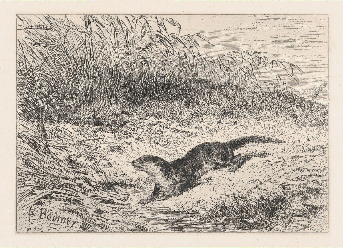 An Otter, from "Eaux-Fortes Animaux & Paysages", Karl Bodmer (Swiss, Riesbach 1809–1893 Barbizon), Etching 
