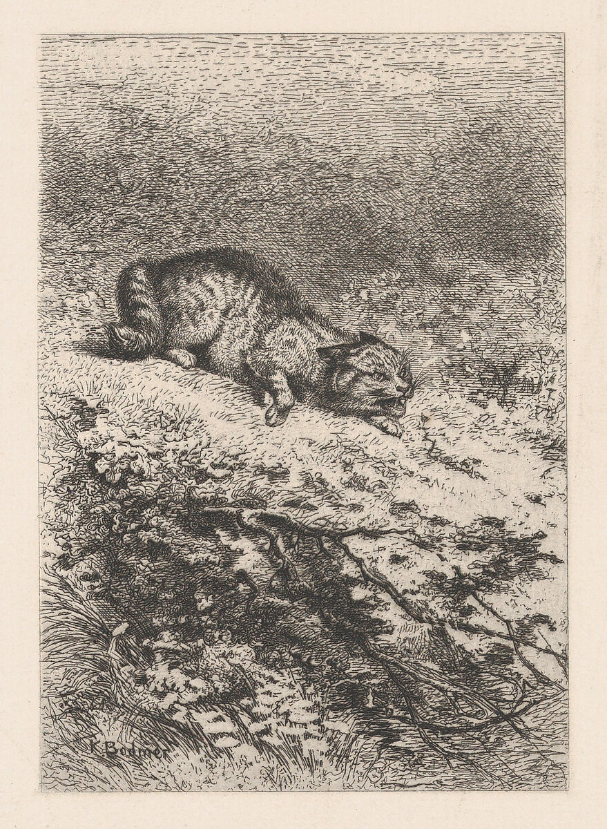 Wild Cat, from "Eaux-Fortes Animaux & Paysages", Karl Bodmer (Swiss, Riesbach 1809–1893 Barbizon), Etching 