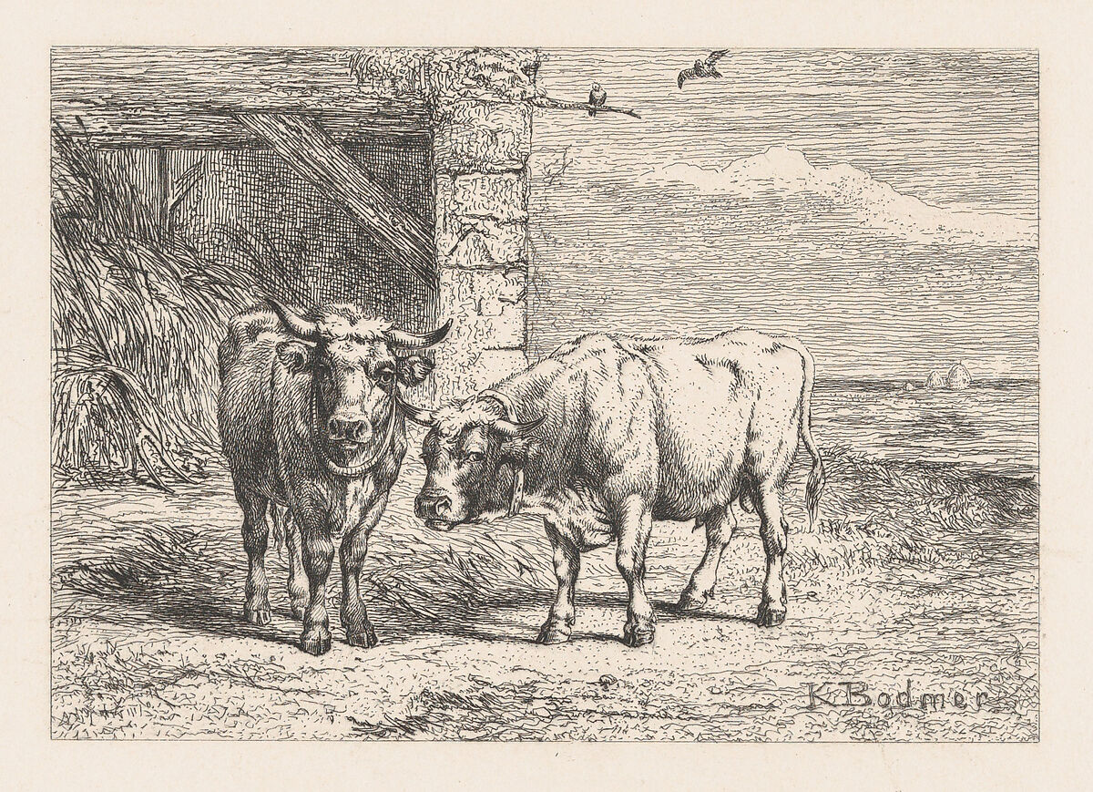 Bulls, from "Eaux-Fortes Animaux & Paysages", Karl Bodmer (Swiss, Riesbach 1809–1893 Barbizon), Etching 