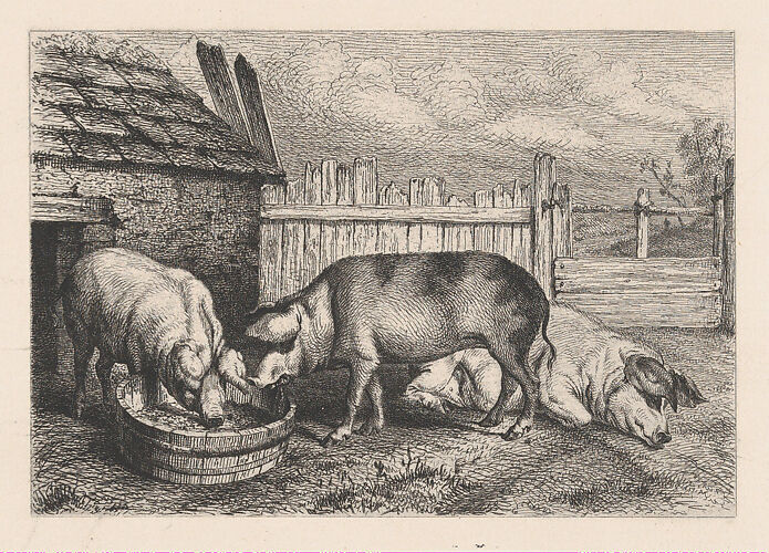 Three Pigs Near a Fence