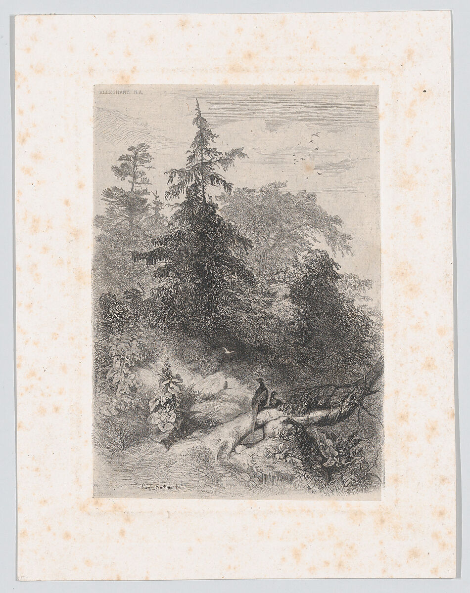 Two Pheasants in a Forest, Karl Bodmer (Swiss, Riesbach 1809–1893 Barbizon), Etching 