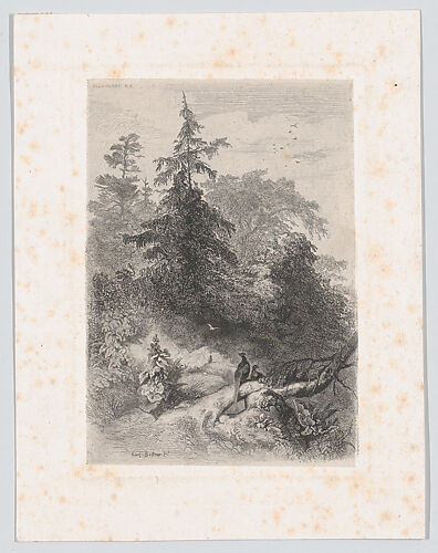 Two Pheasants in a Forest