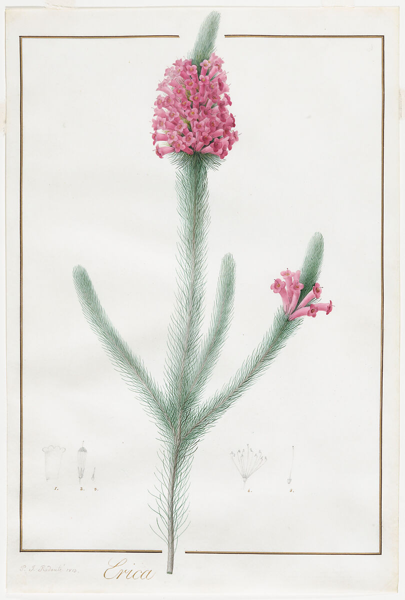 Erica Fulgida, Pierre Joseph Redouté (French, 1759–1840), Watercolor and graphite on vellum 