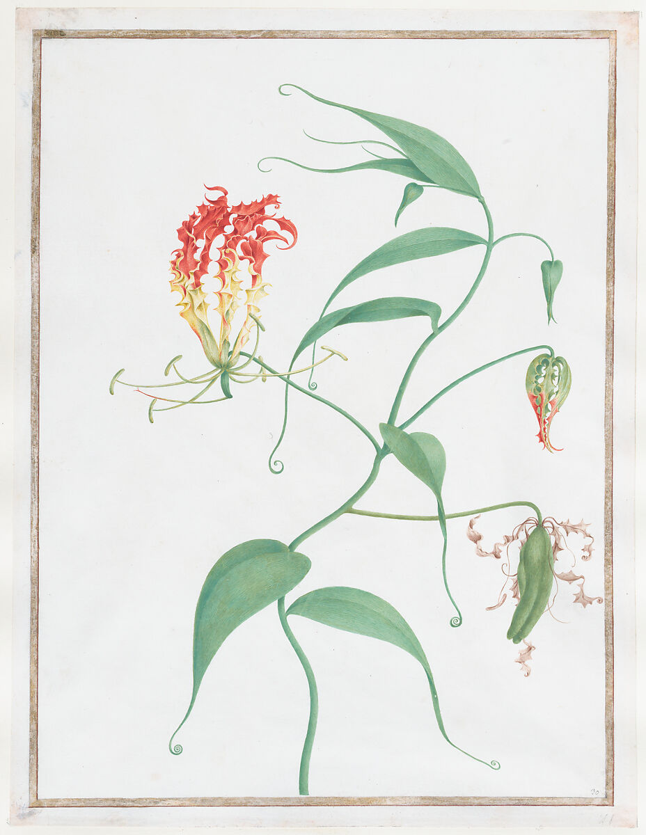 Gloriosa Superba (Climbing Lily), Nicolas Robert (French, Langres 1614–1685 Paris), Watercolor and gilt on vellum 