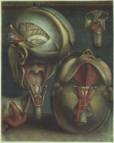 Two Views of the Head (plate 4), in Myologie Complette en Couleur et Grandeur Naturelle