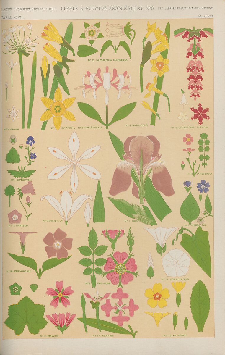 The grammar of ornament, Owen Jones (British, London 1809–1874 London)