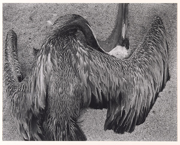 Pelican on Sand, Edward Weston (American, Highland Park, Illinois 1886–1958 Carmel, California), Gelatin silver print 