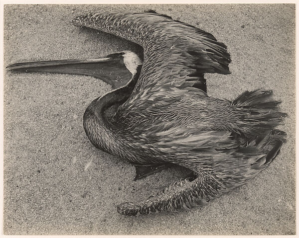Dead Pelican, Point Lobos, Edward Weston (American, Highland Park, Illinois 1886–1958 Carmel, California), Gelatin silver print 