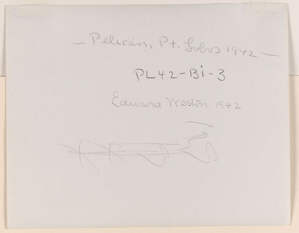 Dead Pelican, Point Lobos, Edward Weston (American, Highland Park, Illinois 1886–1958 Carmel, California), Gelatin silver print