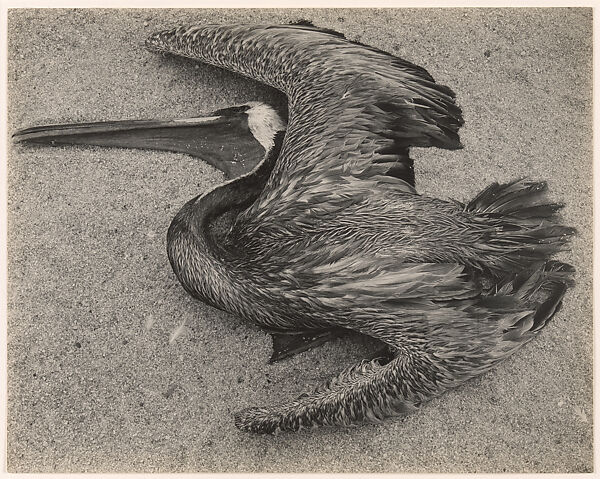 Dead Pelican, Point Lobos