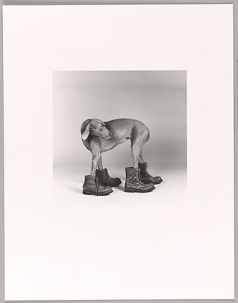 Untitled, William Wegman (American, born 1943), Gelatin silver print 