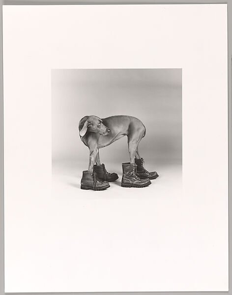 William Wegman - Untitled - The Metropolitan Museum of Art