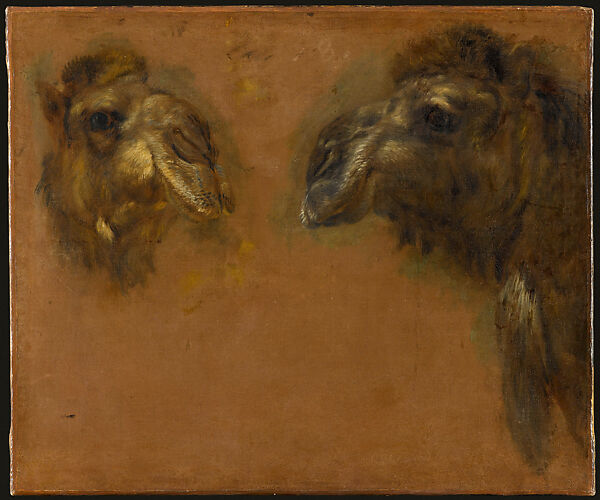 Double Study of the Head of a Dromedary, Pieter Boel (1622–1674), Oil on canvas 