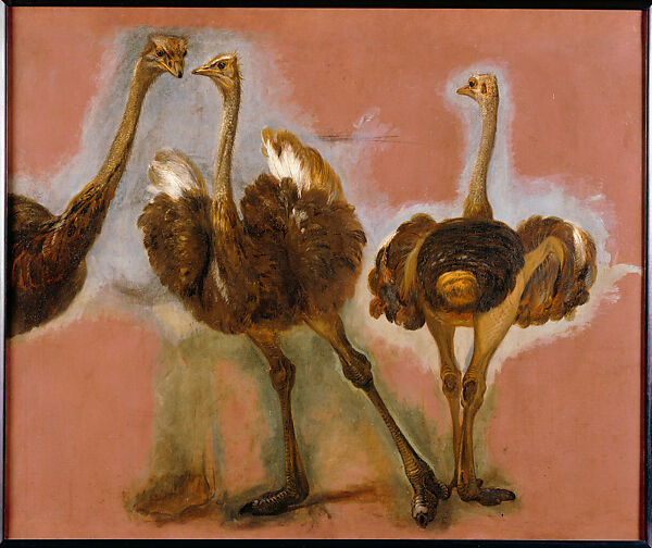 Triple Study of an Ostrich, Pieter Boel (1622–1674), OIl on canvas 
