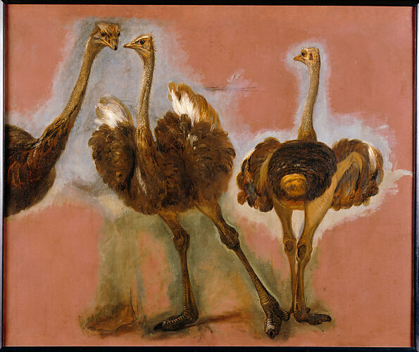 Triple Study of an Ostrich