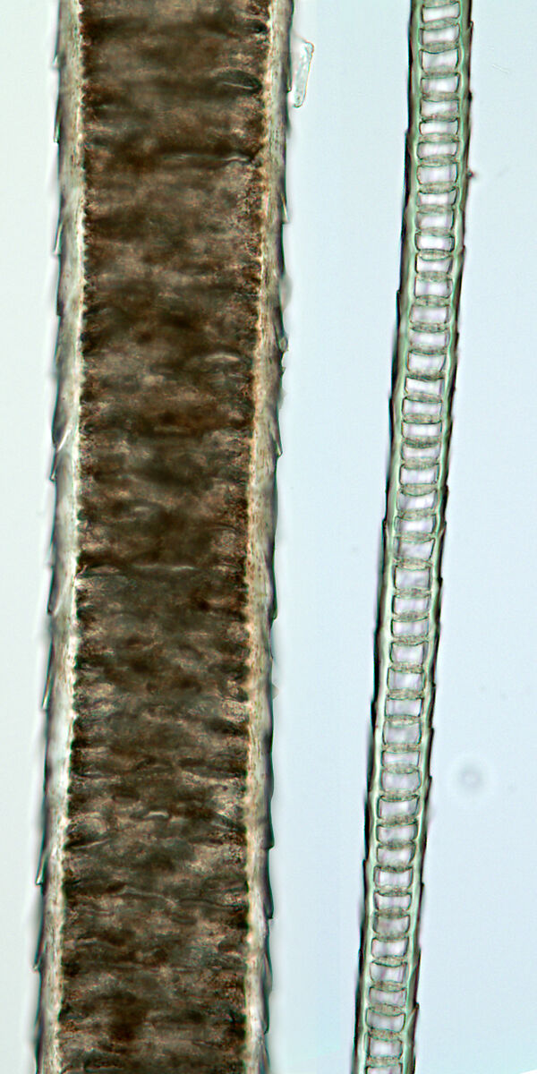 Woman's Ceremonial Robe, Silk, cat fur, China