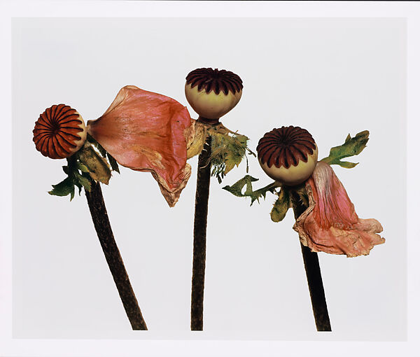 Single Oriental Poppy, New York, Irving Penn (American, Plainfield, New Jersey 1917–2009 New York), Dye transfer print 